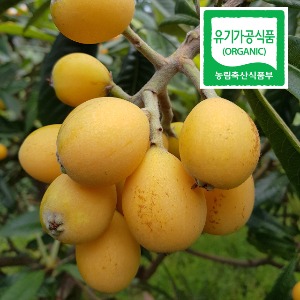 친환경유기농 완도 비파열매 대과 2Kg(40g 40-50과)6월7일부터 발송